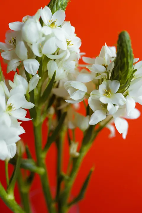 White Blooms Phone Wallpaper · petals · 1440×2160