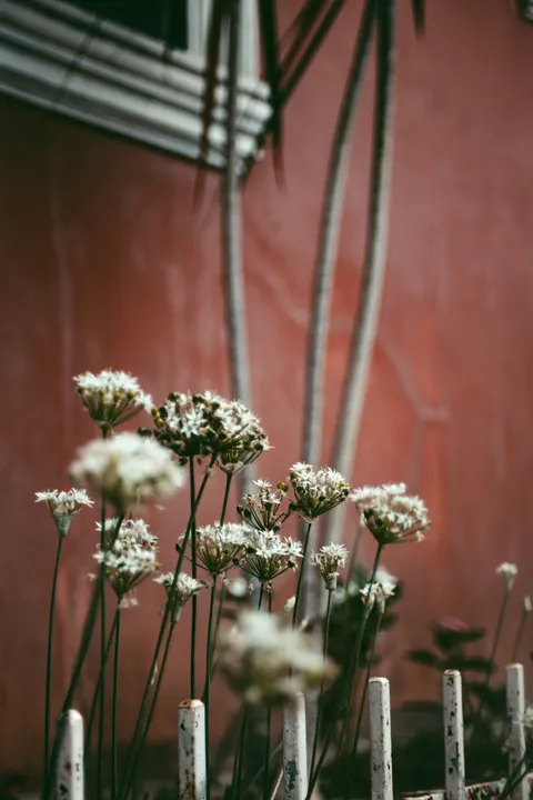 White Blooms Phone Wallpaper · petals · 1440×2160