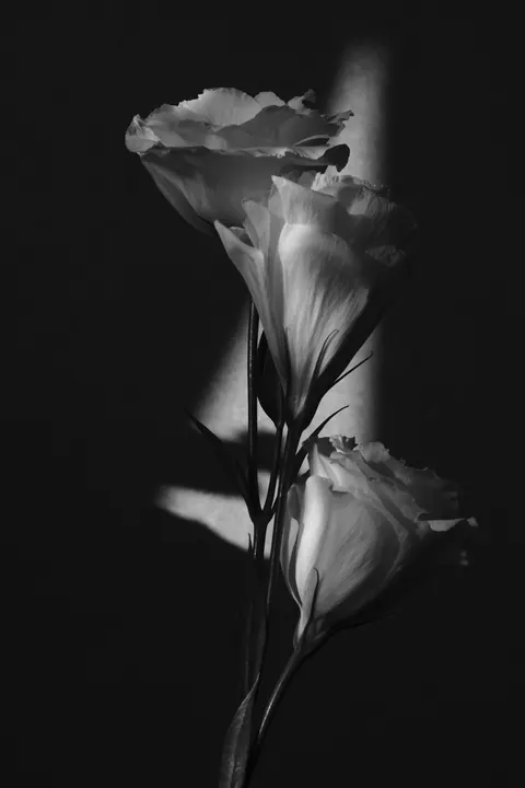 Białe kwiaty Tapeta na Telefon · petals · 1440×2160
