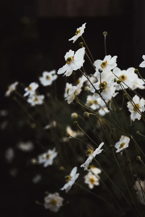 White Blooms Phone Wallpaper · petals · 1440×2160