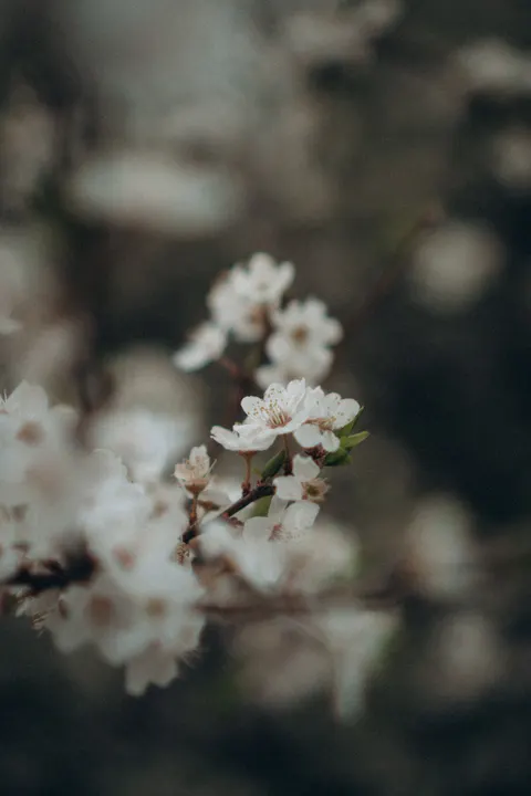 White Blooms Phone Wallpaper · petals · 1440×2160