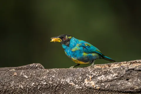 熱帶鳥類 4K桌布 · animals · 3840×2560