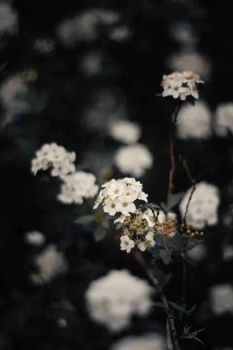 White Blooms Phone Wallpaper · petals · 1440×2160