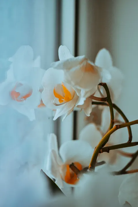 White Blooms Phone Wallpaper · petals · 1440×2160
