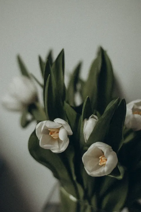 White Blooms Phone Wallpaper · petals · 1440×2160