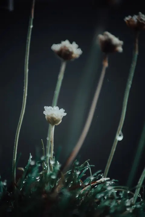 White Blooms Phone Wallpaper · petals · 1440×2160