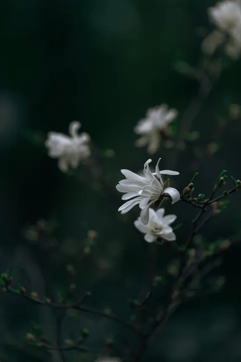 White Blooms Phone Wallpaper · petals · 1440×2160