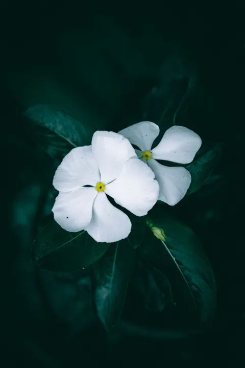 White Blooms Phone Wallpaper · petals · 1440×2160