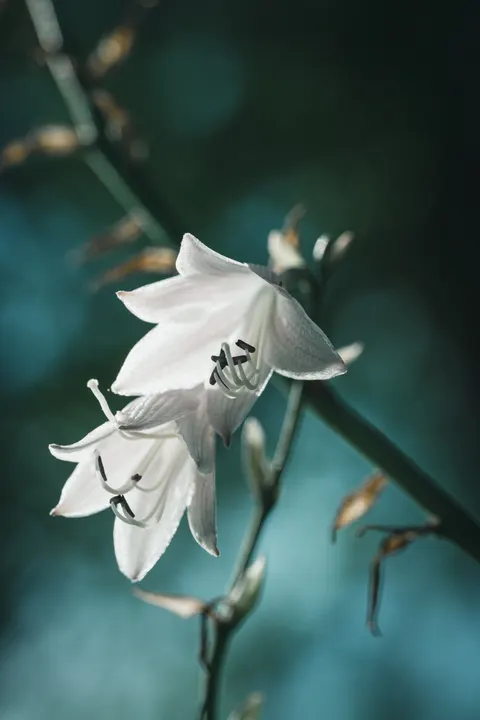 White Blooms Phone Wallpaper · petals · 1440×2160
