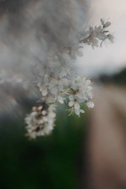 White Blooms Phone Wallpaper · petals · 1440×2160