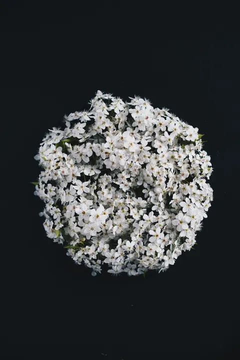 सफेद खिले फूल मोबाइल वॉलपेपर · petals · 1440×2157