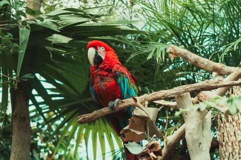 خلفية طائر استوائي بدقة 4K · animals · 3840×2560