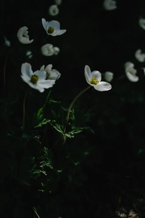White Blooms Phone Wallpaper · petals · 1440×2160