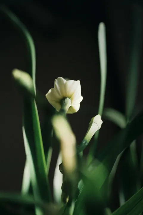 White Blooms Phone Wallpaper · petals · 1440×2160