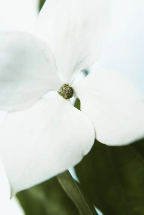 White Blooms Phone Wallpaper · petals · 1440×2157