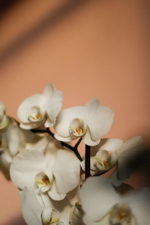 White Blooms Phone Wallpaper · petals · 1440×2160