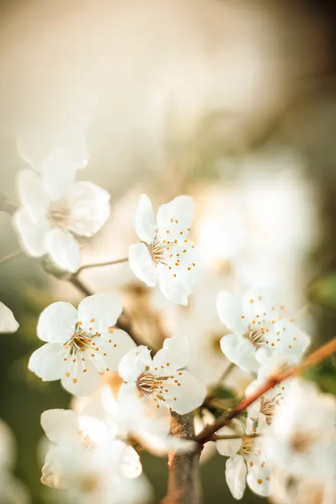 White Blooms Phone Wallpaper · petals · 1440×2160