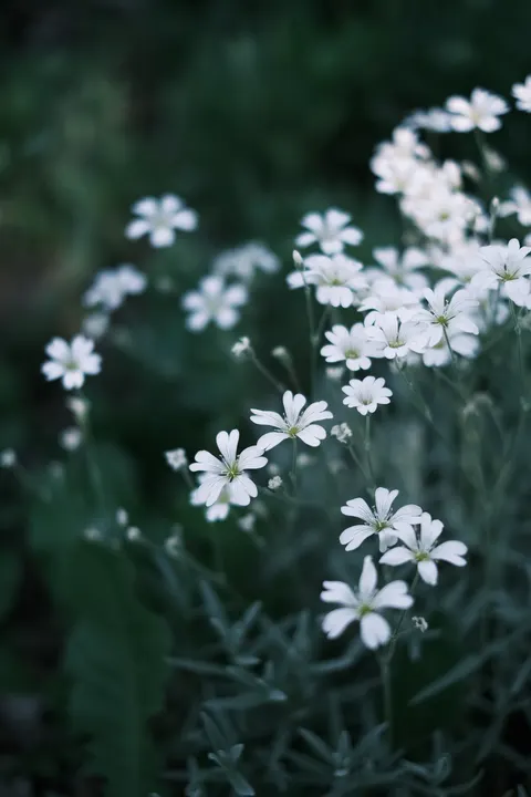 White Blooms Phone Wallpaper · petals · 1440×2160