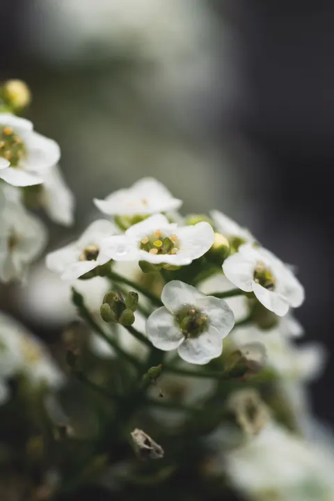 White Blooms Phone Wallpaper · petals · 1440×2160