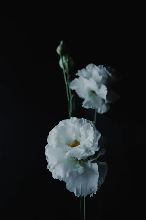 White Blooms Phone Wallpaper · petals · 1440×2160