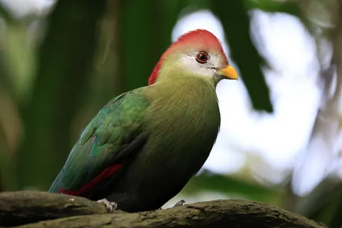 Sfondo Uccello Tropicale 4K · animals · 3840×2560