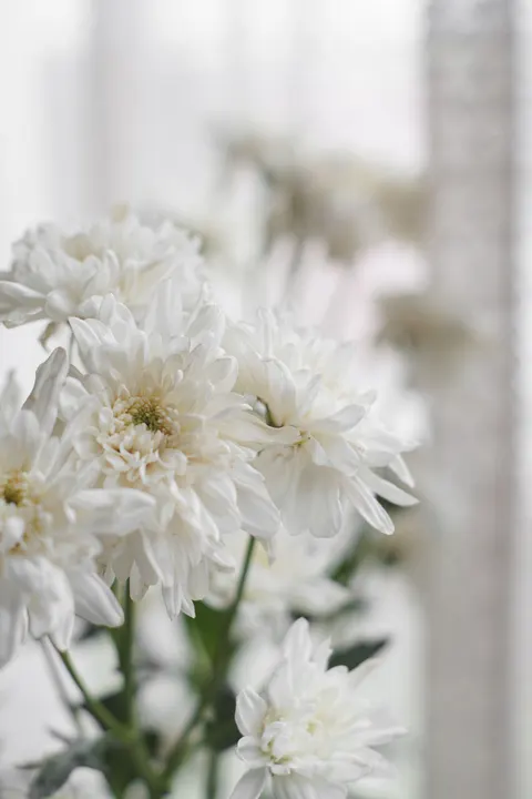 White Blooms Phone Wallpaper · petals · 1440×2160