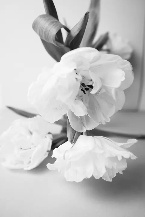 Белые цветы обои для телефона · petals · 1440×2160