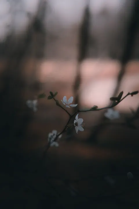 White Blooms Phone Wallpaper · petals · 1440×2164