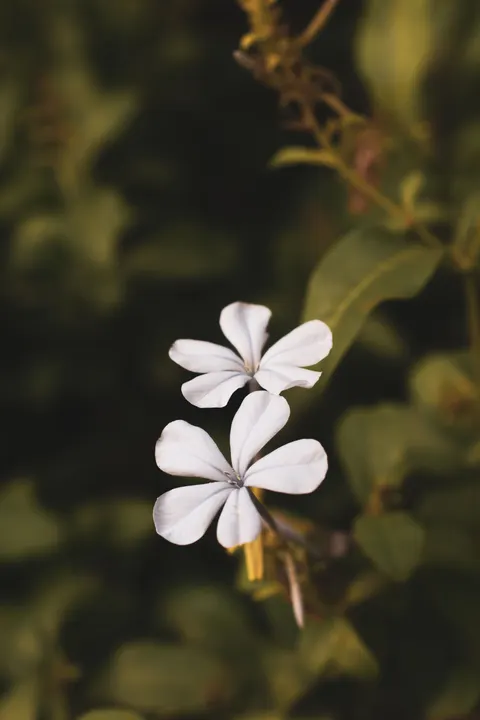 Белые цветы обои для телефона · petals · 1440×2160