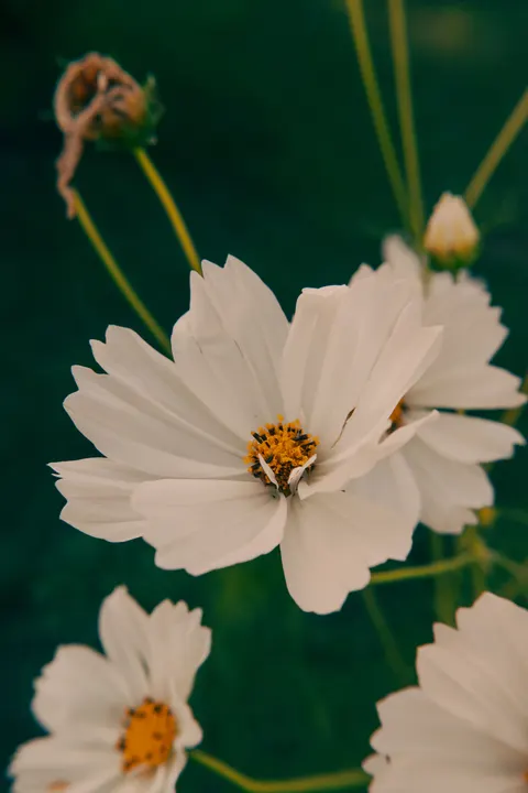 Białe kwiaty Tapeta na Telefon · petals · 1440×2160