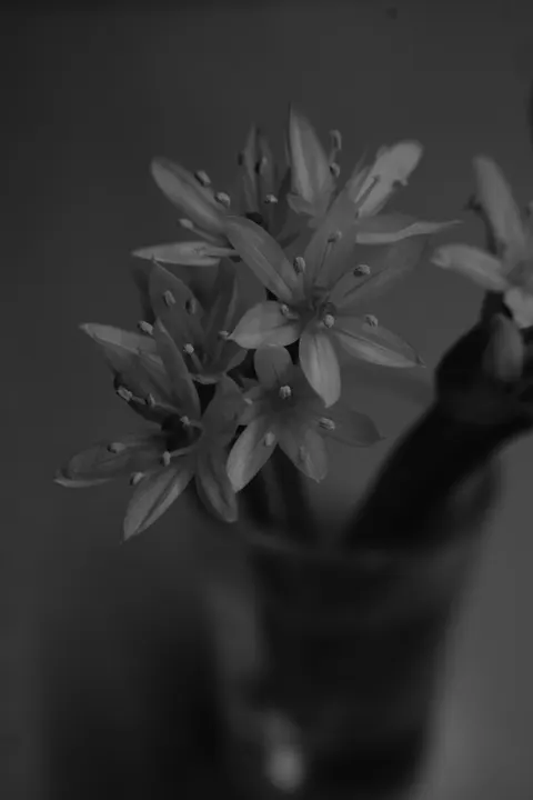 White Blooms Phone Wallpaper · petals · 1440×2160