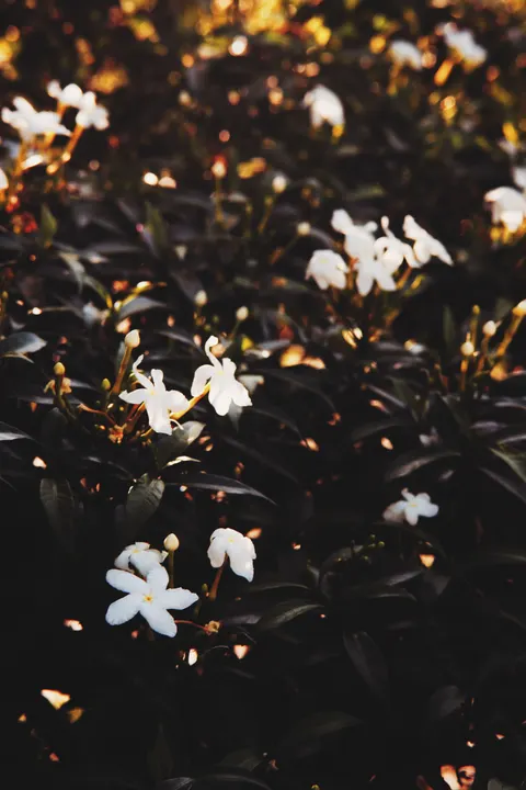 White Blooms Phone Wallpaper · petals · 1440×2160