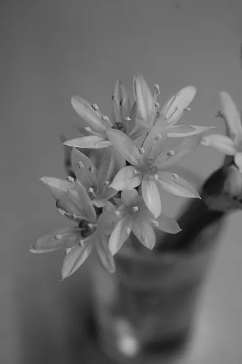 White Blooms Phone Wallpaper · petals · 1440×2160