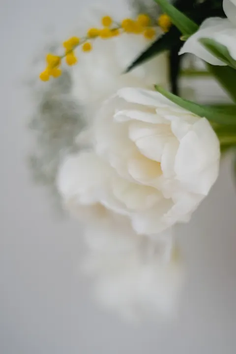 أزهار بيضاء خلفية للجوال · petals · 1440×2160