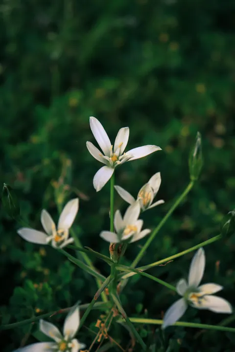 White Blooms Phone Wallpaper · petals · 1440×2160