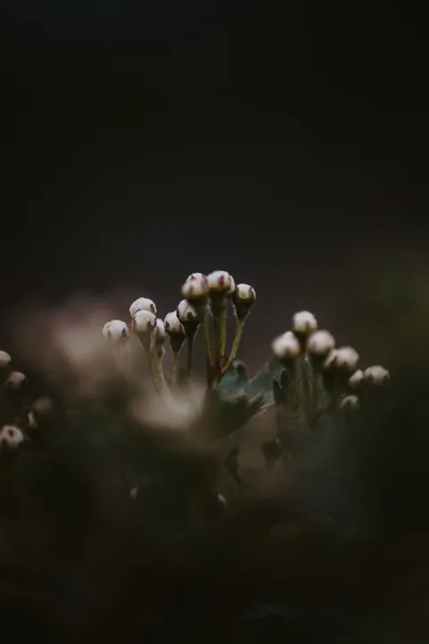 White Blooms Phone Wallpaper · petals · 1440×2160