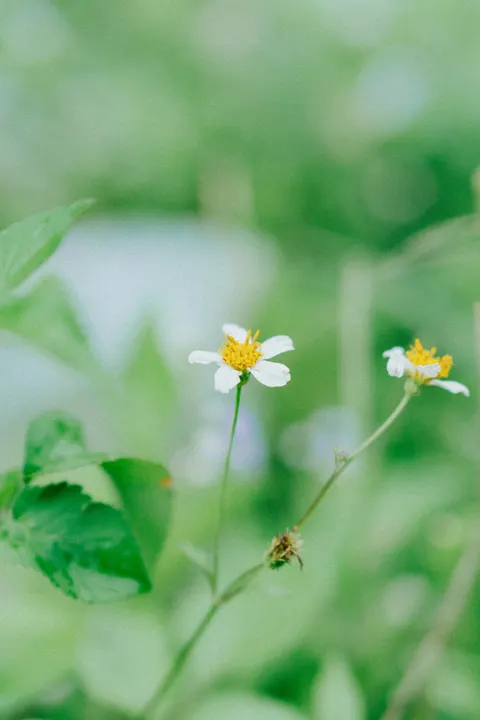 White Blooms Phone Wallpaper · petals · 1440×2160