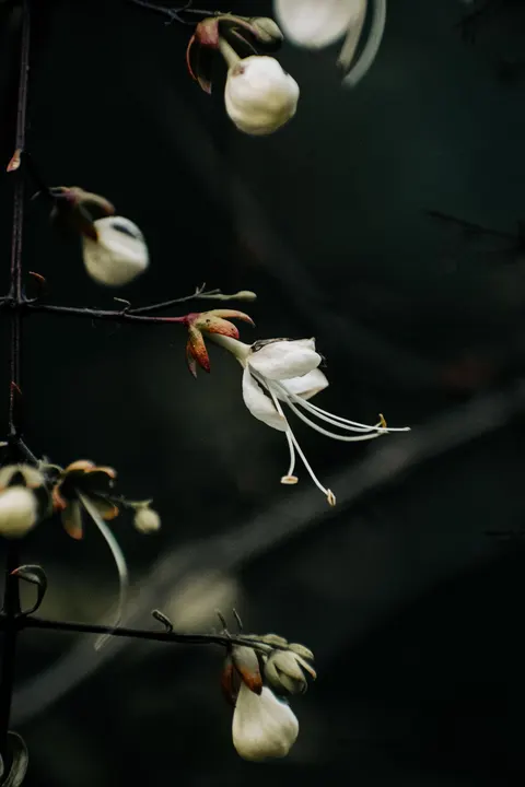 Beyaz Çiçekler Telefon Duvar Kağıdı · petals · 1440×2160