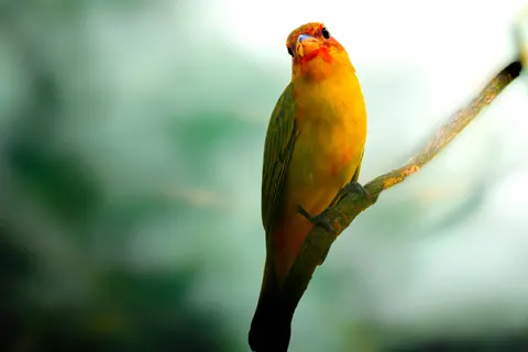 Fondo de pantalla Ave Tropical 4K · animals · 3840×2560