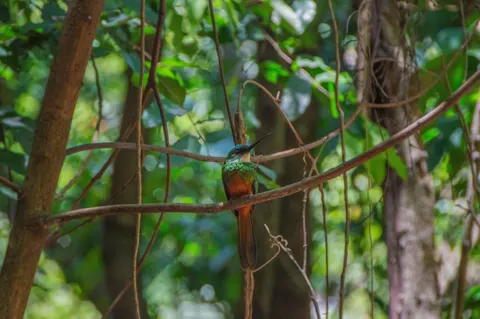 Sfondo Uccello Tropicale 4K · animals · 3840×2553