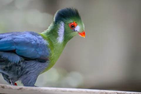 خلفية طائر استوائي بدقة 4K · animals · 3840×2560