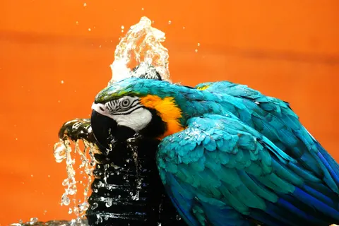 熱帶鳥類 4K桌布 · animals · 3840×2560