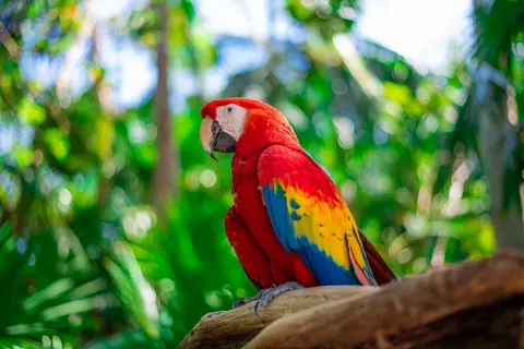 Fondo de pantalla Ave Tropical 4K · animals · 3840×2563