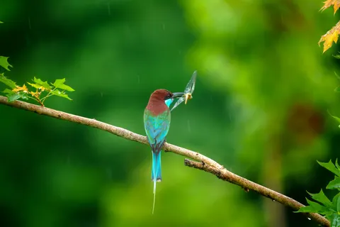 والپیپر پرنده استوایی با کیفیت 4K · animals · 3840×2561