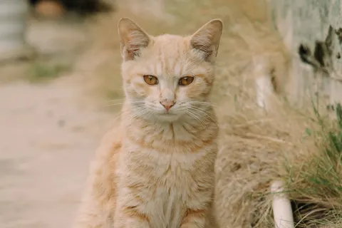 Обои Кот 4K · animals · 3840×2560