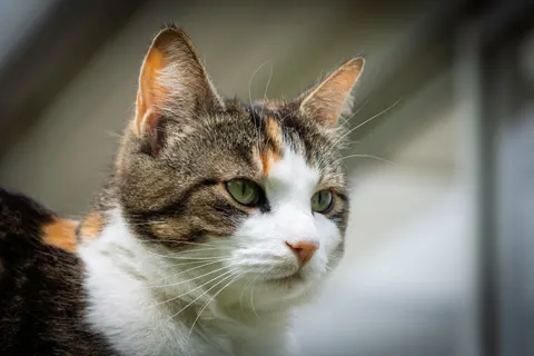 Sfondo Gatto 4K · animals · 3840×2560