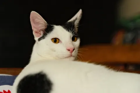 Sfondo Gatto 4K · animals · 3840×2560