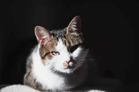 Sfondo Gatto 4K · animals · 3840×2563