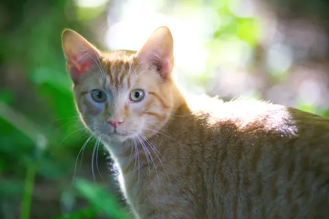 Sfondo Gatto 4K · animals · 3840×2558
