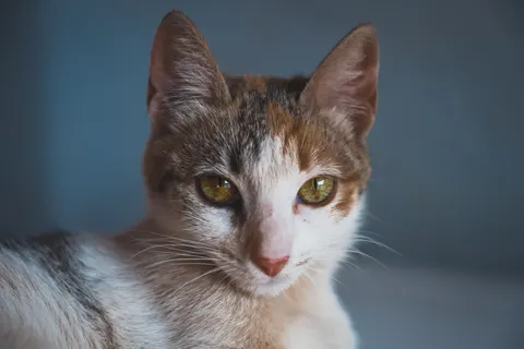 Kat 4K-achtergrond · animals · 3840×2560